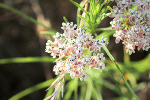 Asclepias fascicularis