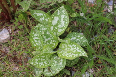 Pulmonaria saccharata