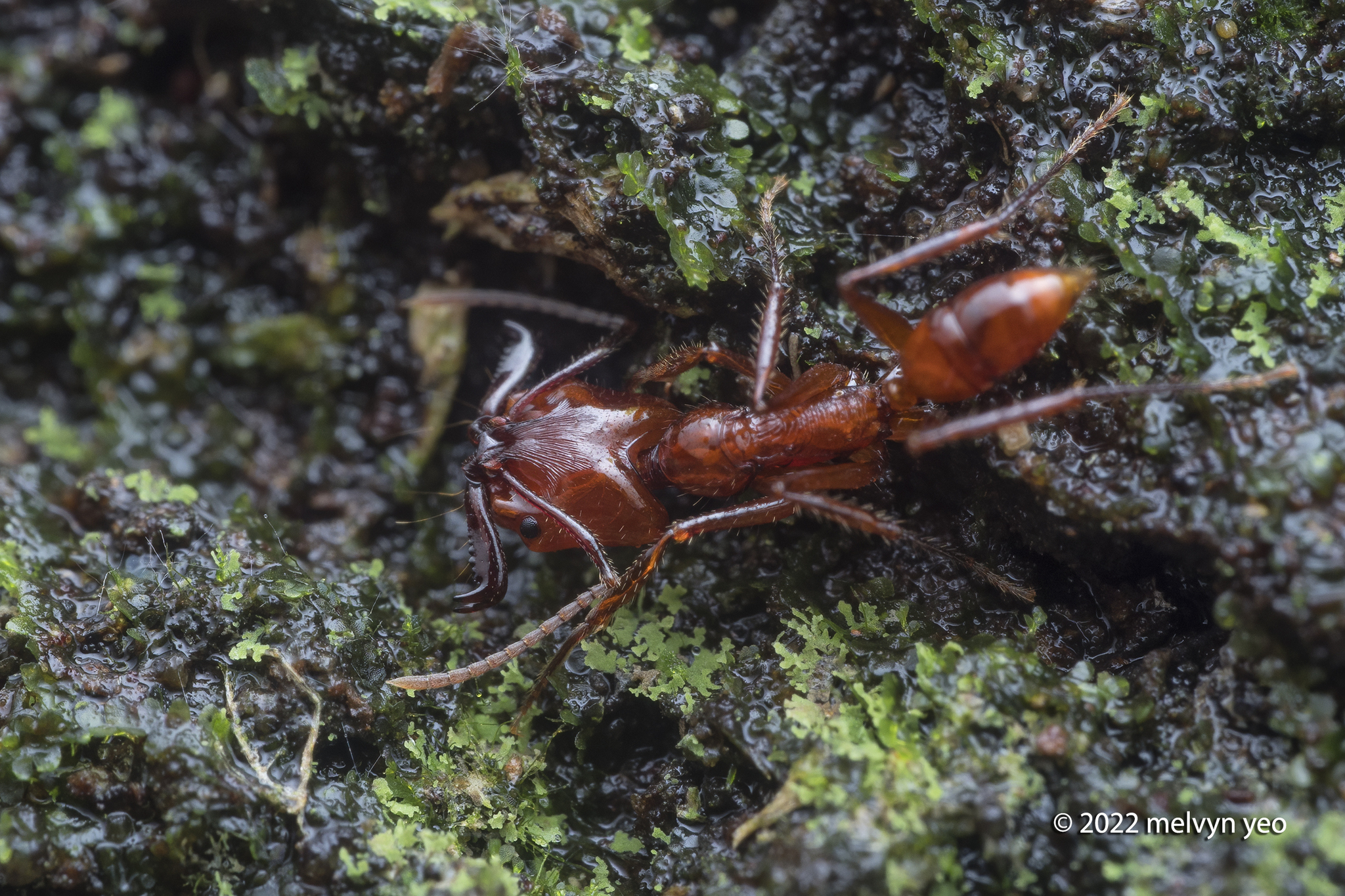 Anochetus muzziolii
