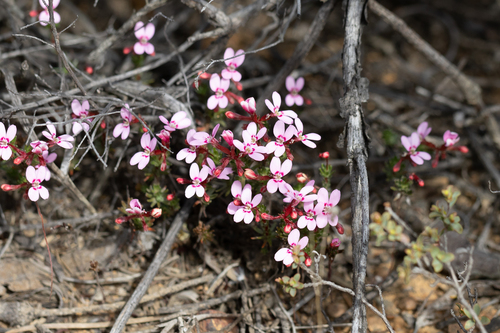 Trigger-on-stilts (Stylidium adpressum)