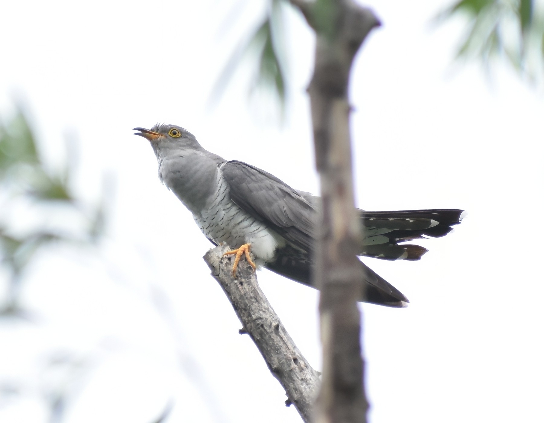 Common Cuckoo