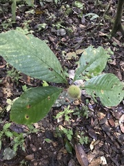 Duroia hirsuta