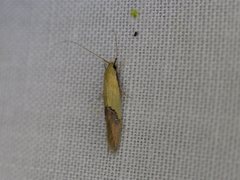 Opogona protodoxa