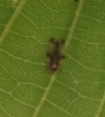 Corythucha juglandis