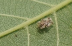 Corythucha juglandis