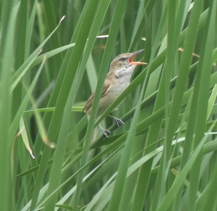 Oriental Reed Warbler