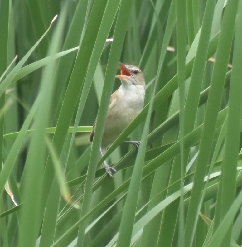 东方大苇莺