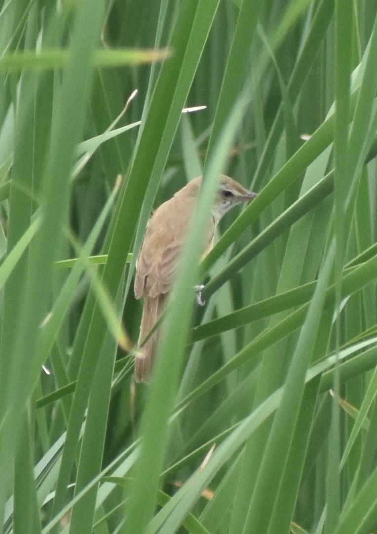 Oriental Reed Warbler