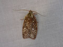 Euchaetis metallota