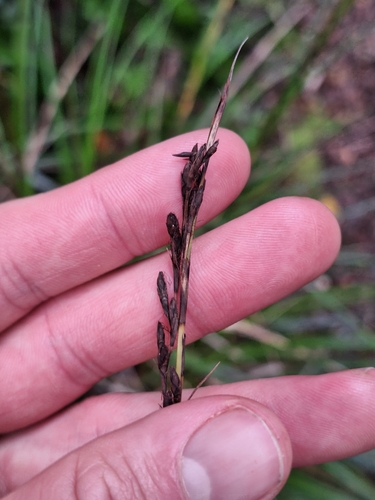 Image of Gahnia pauciflora by (c) Oscar Dove, some rights reserved (CC BY)