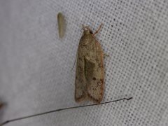 Euchaetis inceptella
