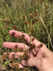Juncus polycephalus
