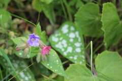 Pulmonaria saccharata