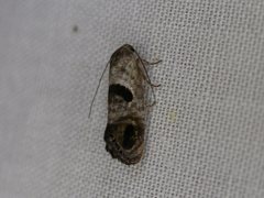 Eupselia beatella