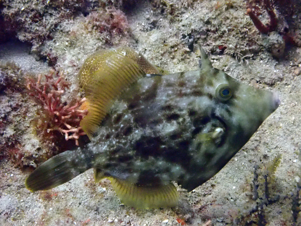 Stephanolepis