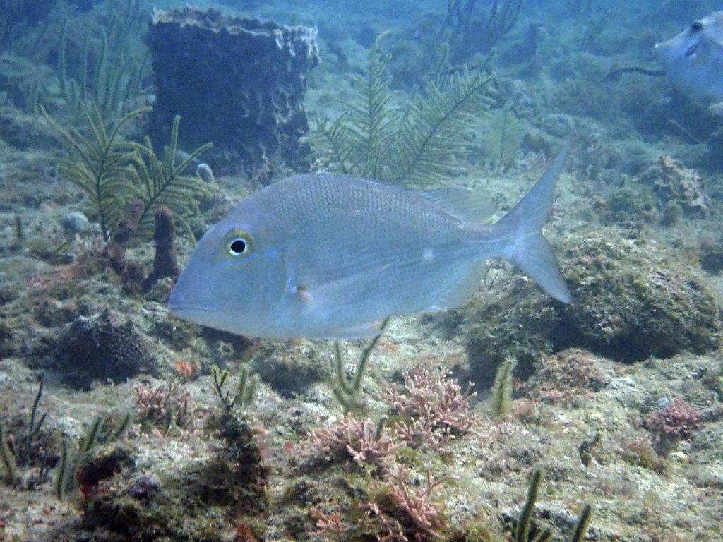 Pluma Porgy