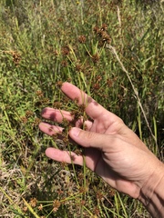 Juncus polycephalus