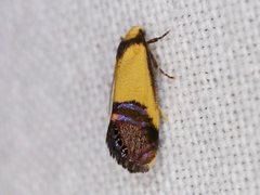 Eupselia beltera