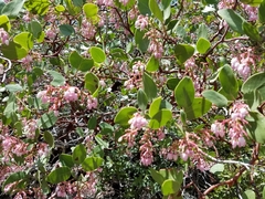 Arctostaphylos patula