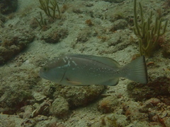 Epinephelus morio