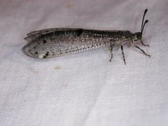 Bandidus canifrons