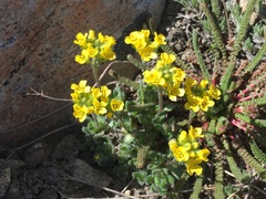 Draba lemmonii