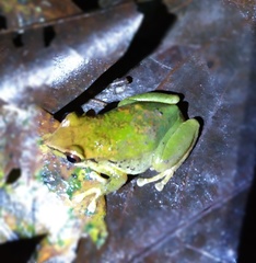 Pristimantis omeviridis