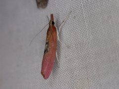 Canuza euspilella