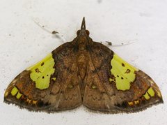 Atelocentra chloraspis