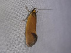 Delexocha ochrocausta