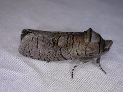 Culama suffusca