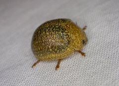 Paropsis wilsoni