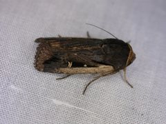 Proteuxoa tortisigna