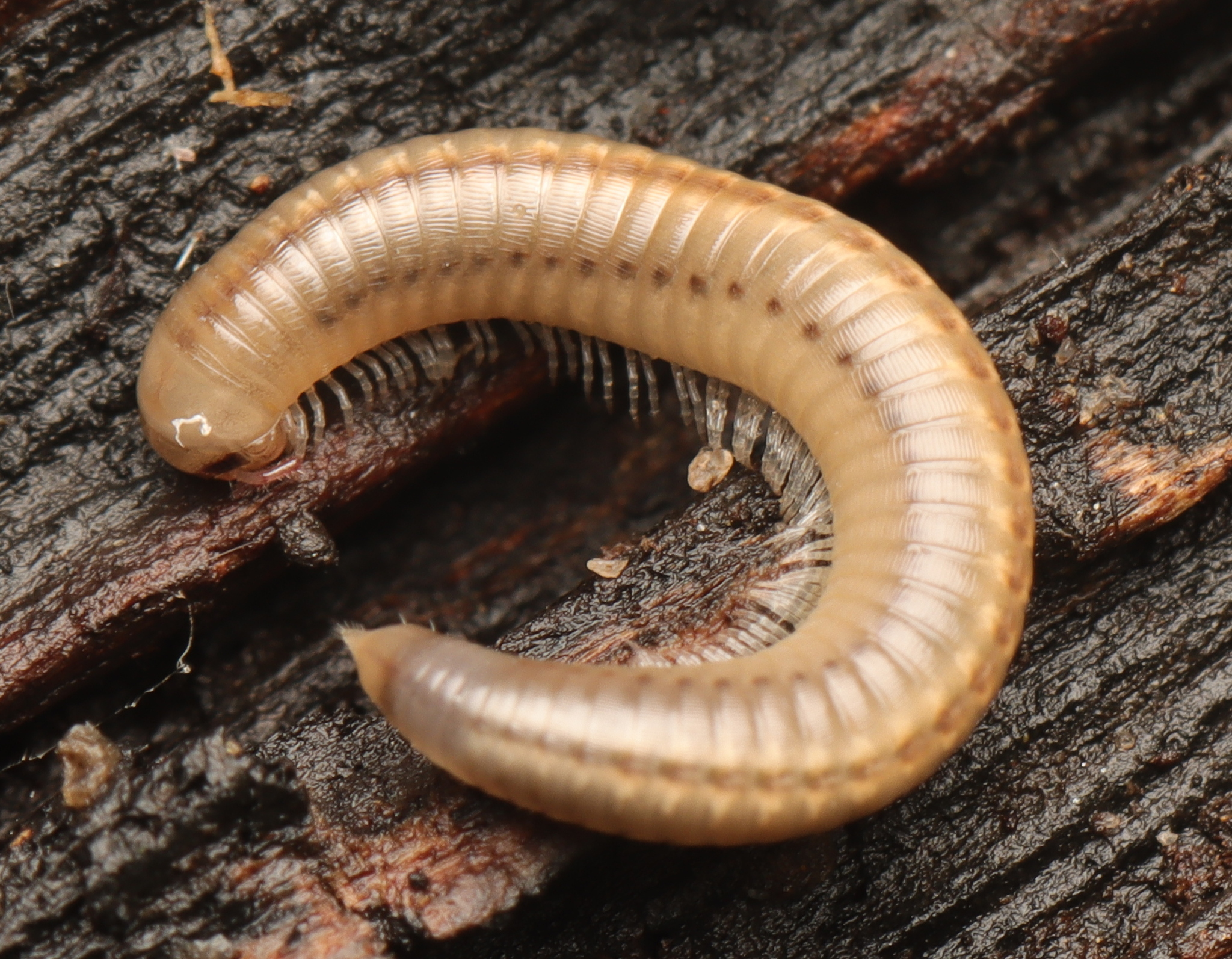 Portuguese Millipede (Ommatoiulus moreleti) · iNaturalist, image size:2048x1594
