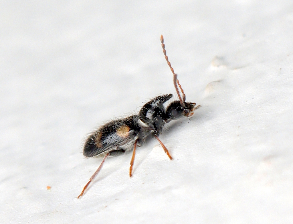 Monoceros beetles
