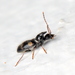 Monoceros Beetles - Photo (c) Cecile Roux, some rights reserved (CC BY-NC), uploaded by Cecile Roux