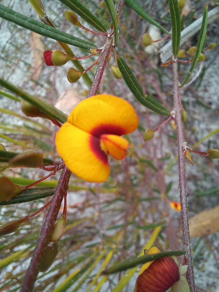 Euchilopsis