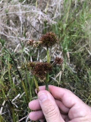 Juncus polycephalus