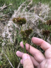 Juncus polycephalus