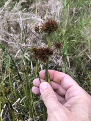 Juncus polycephalus