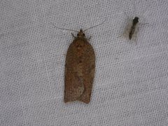 Meritastis laganodes