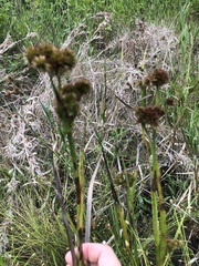Juncus polycephalus