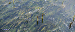 Potamogeton