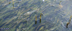 Potamogeton