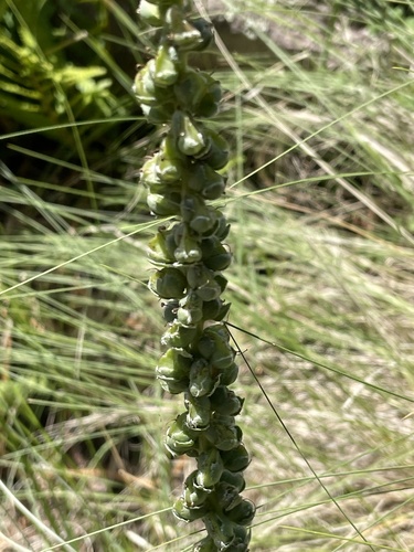 Image of Veronica plantaginea by (c) Michael Tidwell, some rights reserved (CC BY)