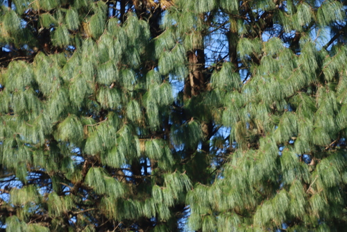 Image of Pinus patula by (c) Tony Rebelo, some rights reserved (CC BY-SA)