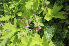 Pulmonaria saccharata