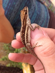 Anolis carlliebi