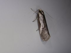 Philobota acropola
