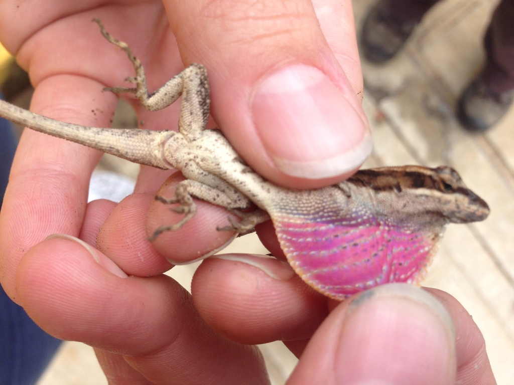 Carl Lieb's Anole (Anolis carlliebi)